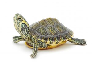 χελώνα-online-pet-shop-pet-astero