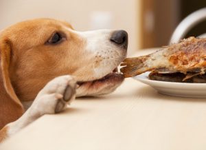 διατροφη σκυλου