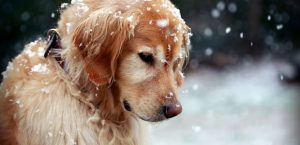 Σκύλος χειμώνας χιόνι