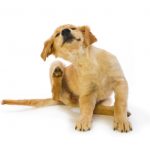 Αντιπαρασιτικά σκύλων: από ποιες ασθένειες προστατεύουν