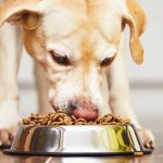 Πώς θα διαλέξετε τη σωστή τροφή για το σκύλο σας