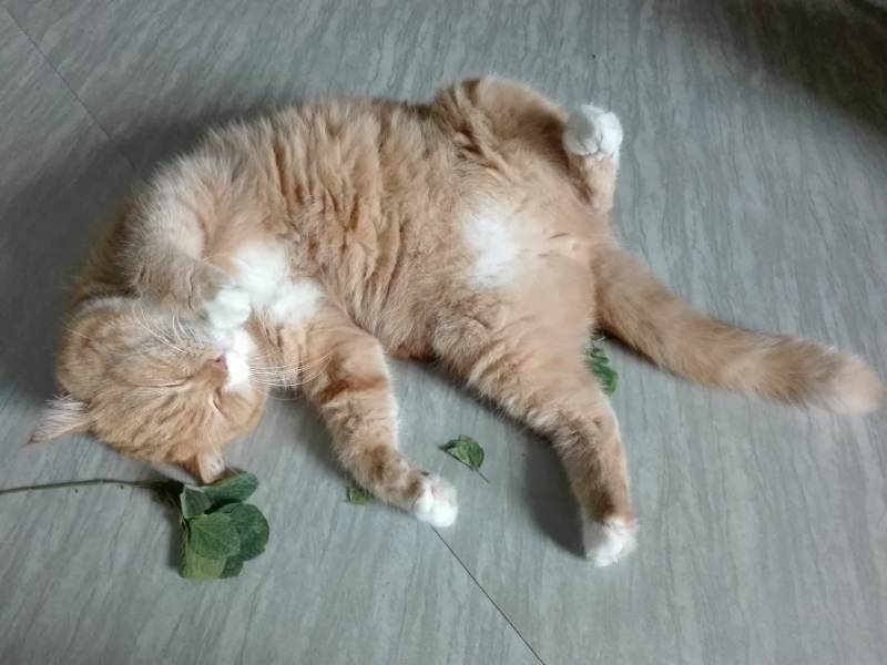 Γάτα κοιμάται στο πάτωμα δίπλα από catnip