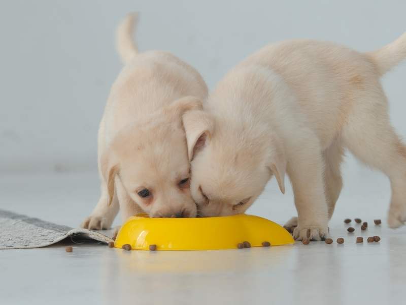 Κουτάβια τρώνε τροφή σκύλου