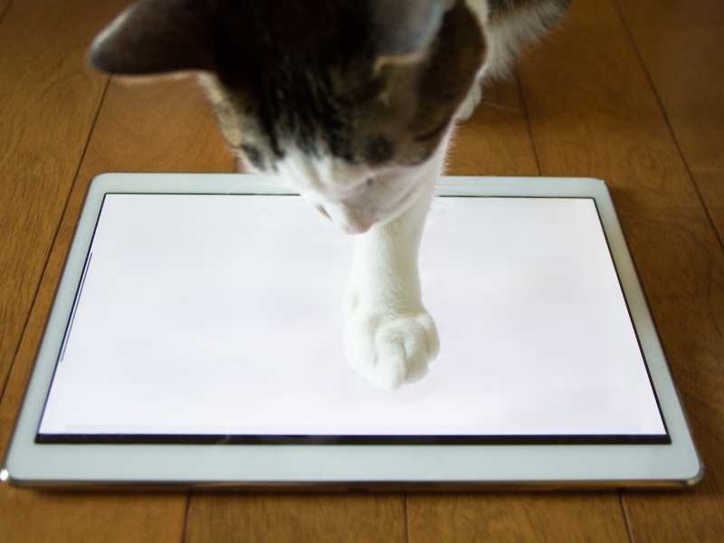 Γάτα μπροστά σε tablet
