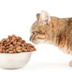Ξηρά τροφή γάτας: Τι να επιλέξω;