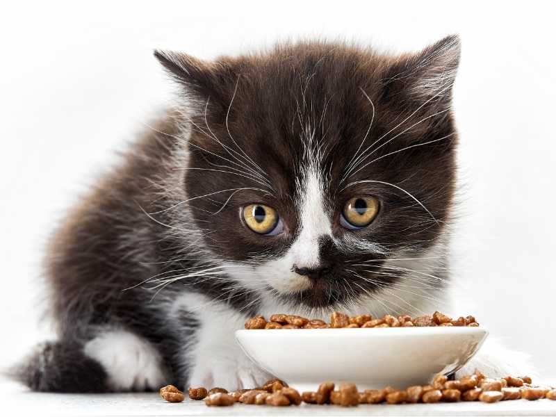 Μικρό γατάκι με ξηρά τροφή