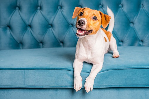 Σκυλάκι σε μπλέ καναπέ