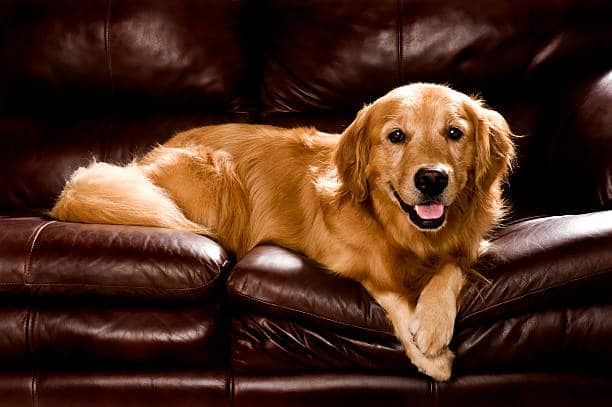 σκυλάκι πάνω σε δερμάτινο καναπέ